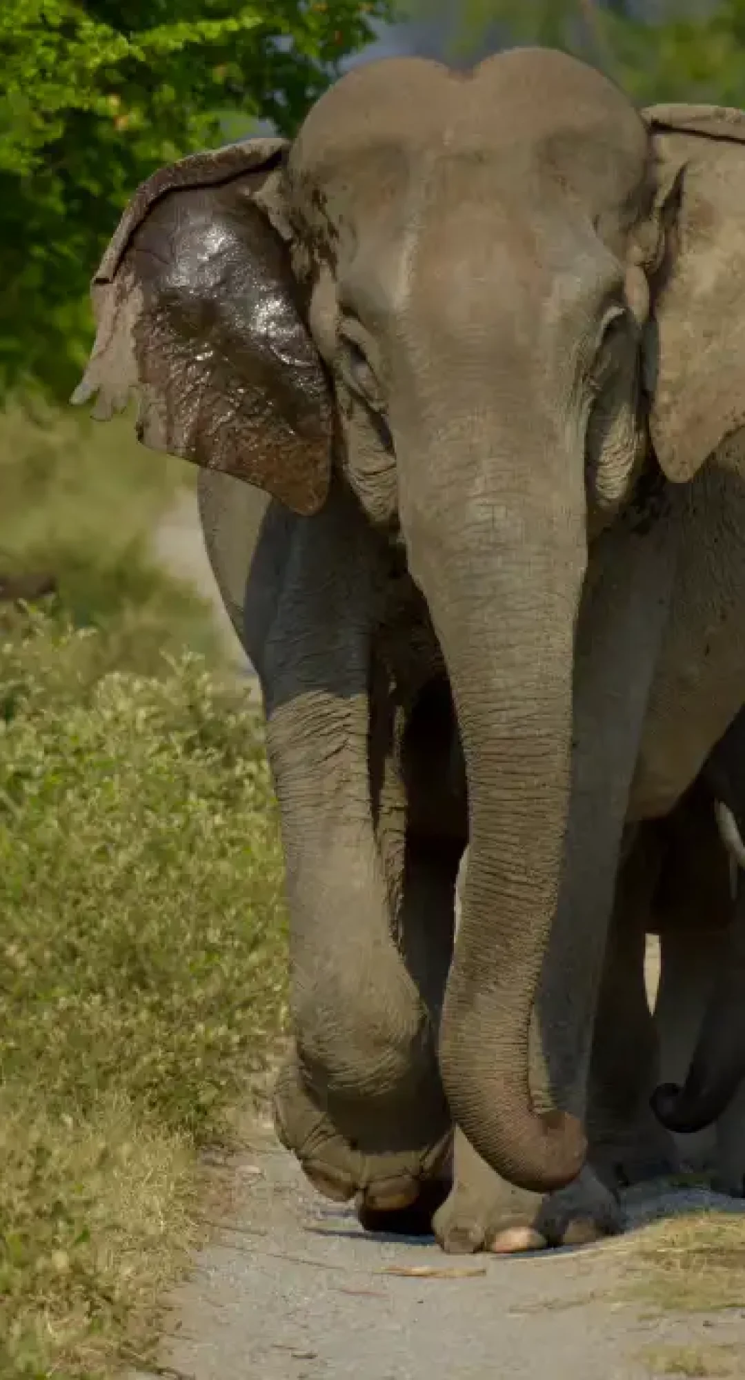 Indian_elephant_at_jim_corbett_national_park